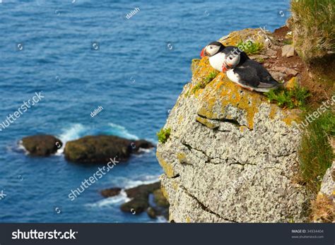 Atlantic Puffins. Latrabjarg Bird Cliffs In Icelandic West Fjords ...