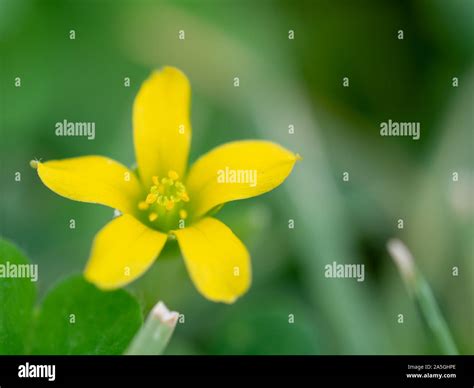 Yellow clover flower hi-res stock photography and images - Alamy