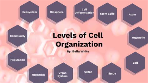Levels of Cell Organization by Bella White on Prezi