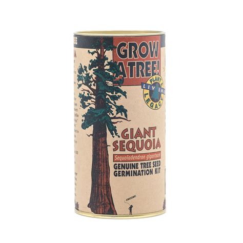 Giant Sequoia | Seed Grow Kit – SequoiaTrees.com