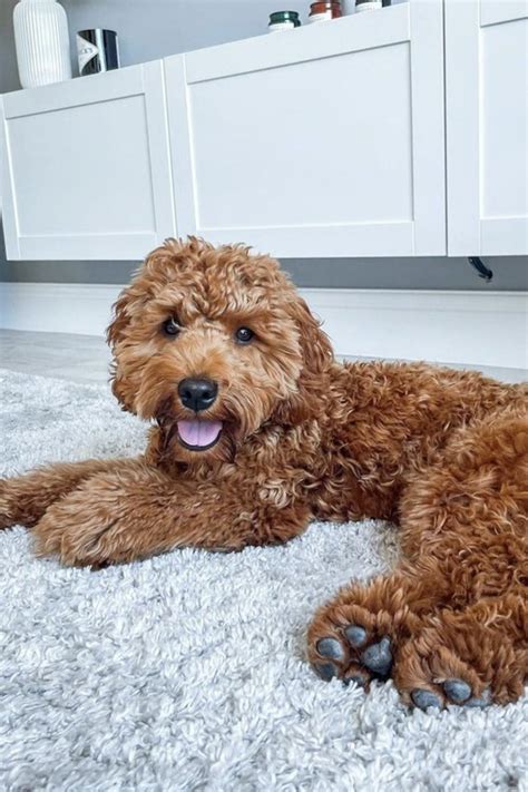 Image result for Cockapoo 1 Year Old