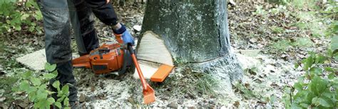 Image result for Tree Felling and Landscape Tools