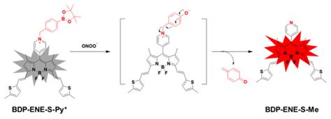 Near-Infrared Fluorescence Probe for Visualizing Fluctuations of ...