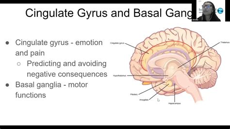 Cingulate Gyrus Function 的图像结果