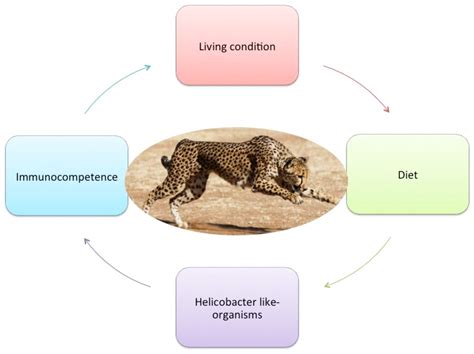 Life Cycle Of A Cheetah