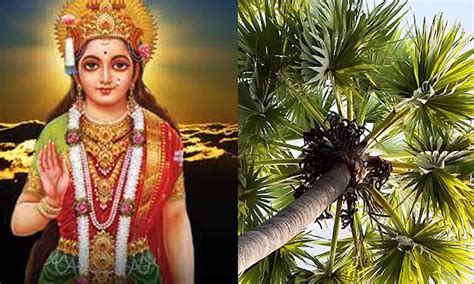 மேல்மலையனூர் ஏரியில் பனை மரம் இல்லாத காரணம் | Aanmiga Kalanjiyam The ...