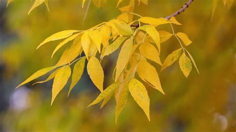 Fall colors on display as pretty yellow leaves sway in the breeze in ...