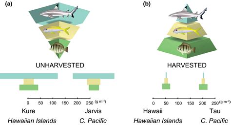 Inverted Pyramid Of Biomass