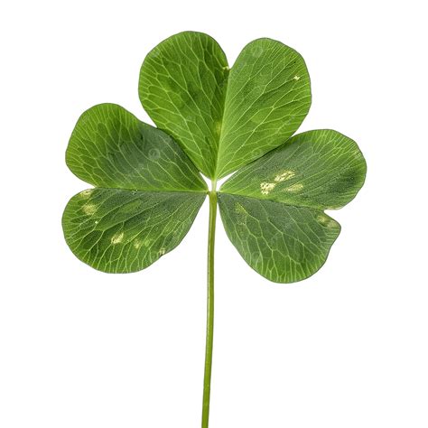 A Four Leaf Clover, Four Leaf Clover, Clover, Green PNG Transparent ...