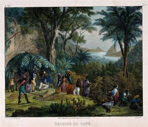 Indian Workers Harvesting The Crop On A Coffee Plantation - Johann ...