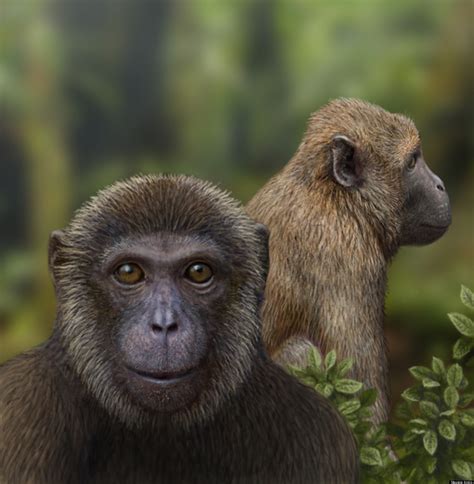 Oldest Ape & Old World Monkey Fossils Spotlight Primate Evolution ...
