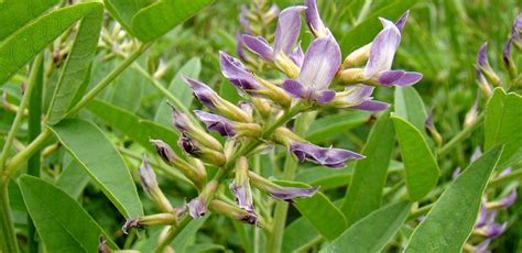 Image result for Licorice Classification Key