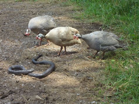 What's that thing??? #guinea #guinea fowl #black rat snake | Guinea ...