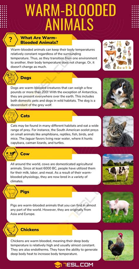 How Do External Temperatures Affect Warm Blooded Animals at Molly ...