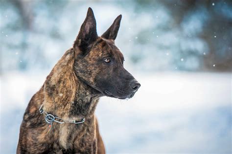 Dutch Shepherd