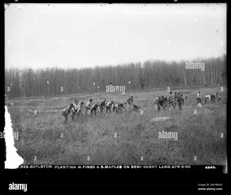 Wachusett Reservoir, planting white pines and sugar maples on semi ...
