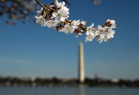 Image result for Stumpy Tidal Basin