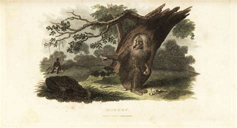 Image result for Why Baboons Attack Humans