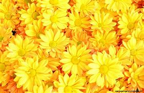 Image result for yellow flower background