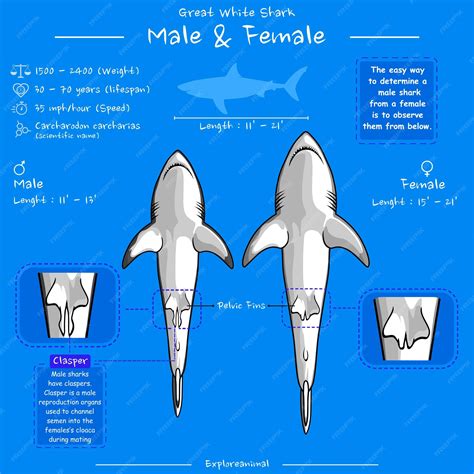 Premium Vector | Great white shark male and female