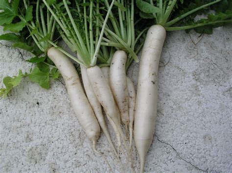 Japanese Minowase Daikon Radish - Growin Crazy Acres
