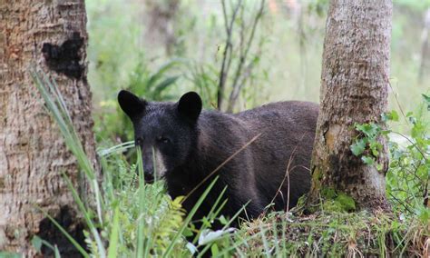 Wildlife in Florida - Types of Floridian Animals - A-Z Animals