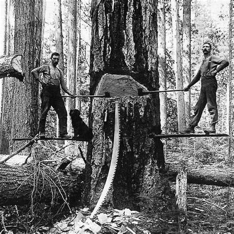 Image result for Springboard Toe Logging