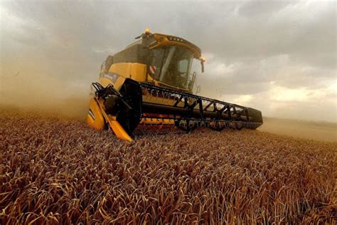 受全球产量增加影响 美国小麦价格创19个月新低|小麦|麦价|小麦期货_新浪财经_新浪网