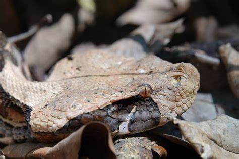 Gaboon Viper Snake Bite 的图像结果