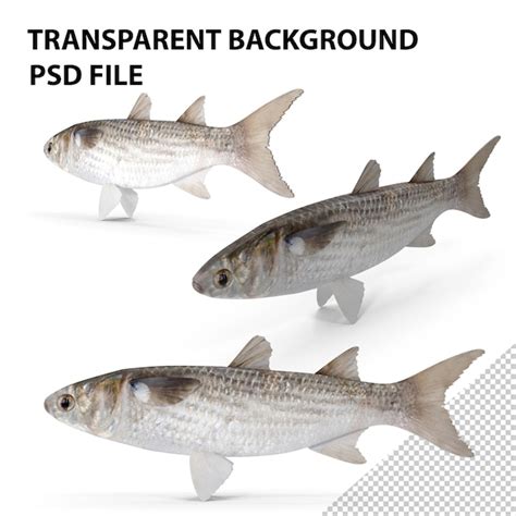 Mullet fish png | Premium PSD