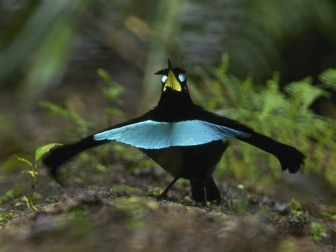 Ave del paraíso soberbia de Vogelkop - eBird