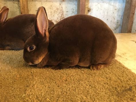Image result for Mini Rex Varieties