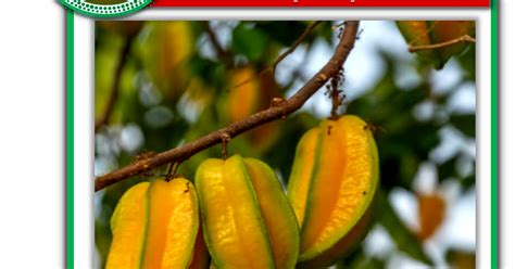 PURE PLANT NURSERY: All Time Star Fruit Plant (Grafted)