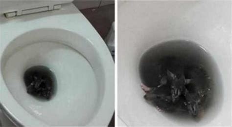 家里厕所突然窜出很多老鼠，男子看到整个人都不好了
