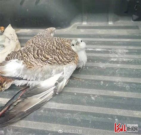 河北望都村民救下一只大鸟为国家一级保护动物_手机新浪网