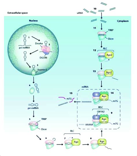 Primary microRNA Transcript 的图像结果