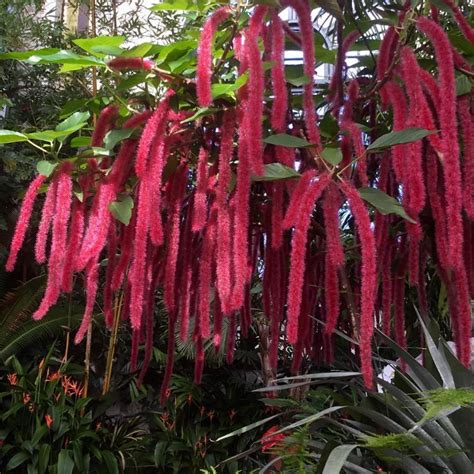 Image result for Bunga API Kucing