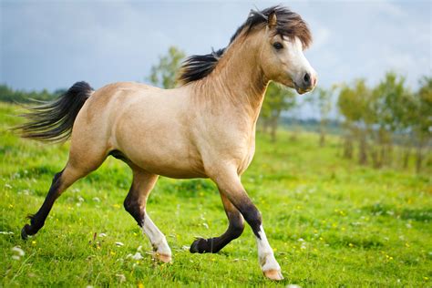 Das Welsh Pony im Rasseportrait | ZooRoyal Magazin