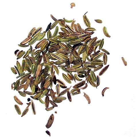 Fenouil — Chine Informations