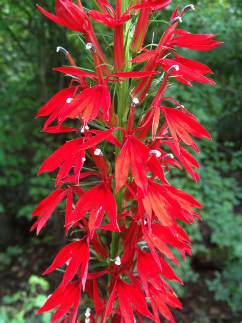 Do Cardinal Flowers Self Seed at Steven Obrien blog
