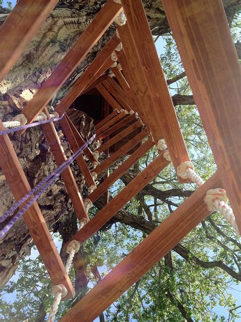 Image result for Tree House Ladder