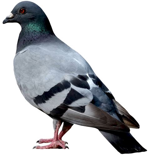Pigeon, Bird, Nature, Wildlife, Feathers PNG