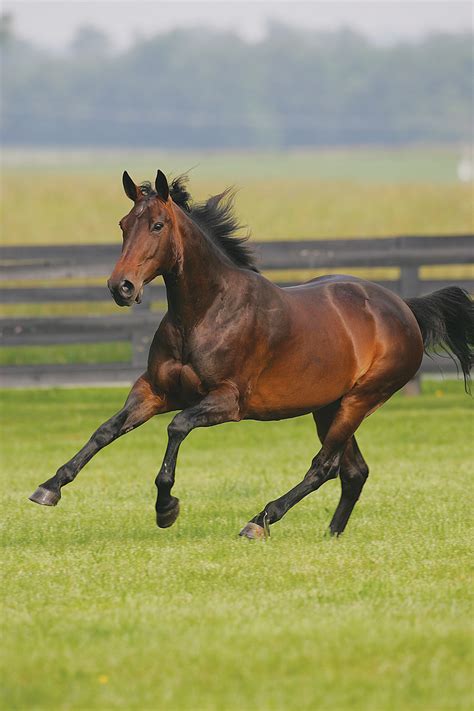Breed Profile: Holsteiner - Horse Illustrated