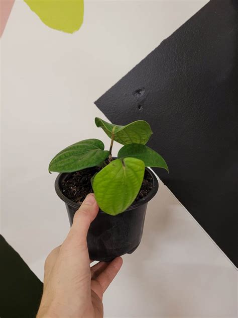 Piper Black Pepper - The Curious Plantaholic