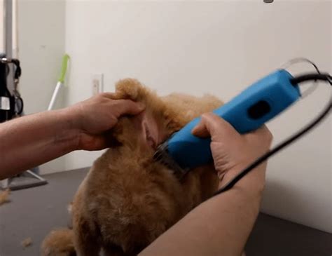 Image result for Cockapoo Grooming Tools