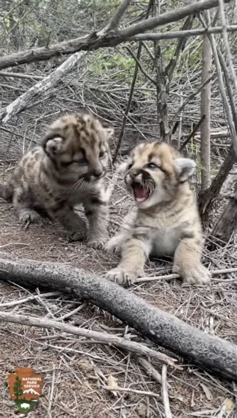 Baby mountain lions try to scare scientists away by purring