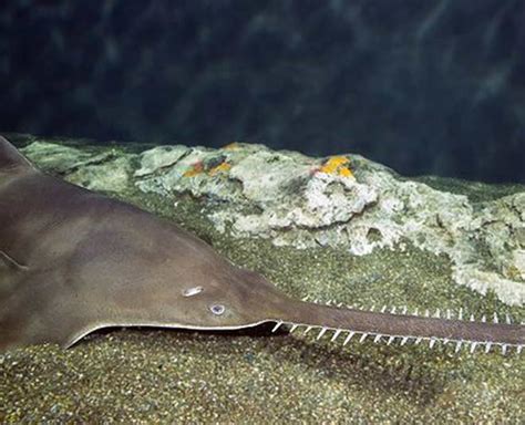 The Rarest Animals Which Are Hard To Spot | Herzindagi