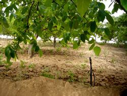 以色列商务考察：滴灌技术的发明（二）_灌溉