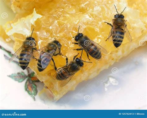 Hungry Bees Eat Honey Sitting on Cells. Nature Background Stock Image ...