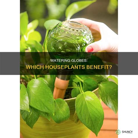 Watering Globes: Which Houseplants Benefit? | ShunCy